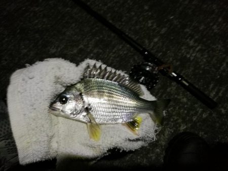 (2020/09/22 南港ヘチ釣り 真チヌ キビレチヌ ガシラ 釣果有り)