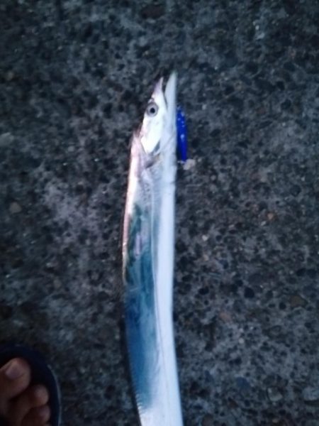 タチウオ狩りスタート