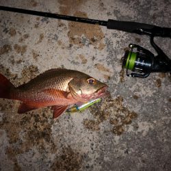 今日もゴマフエダイ