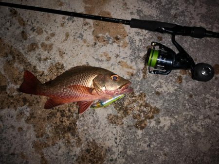 今日もゴマフエダイ