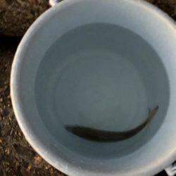 メバルの季節！？