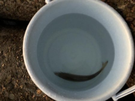 メバルの季節！？