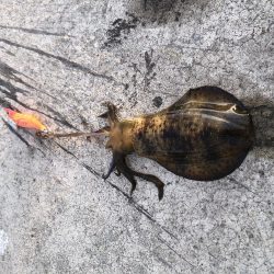 2020 佐渡ヶ島エギング 18回目