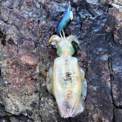 2020 佐渡ヶ島エギング 4回目