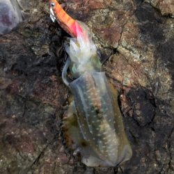 2020 佐渡ヶ島エギング 3回目