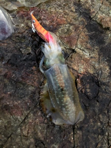 2020 佐渡ヶ島エギング 3回目