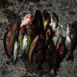 久々のエビ撒き釣り