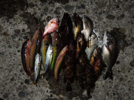 久々のエビ撒き釣り