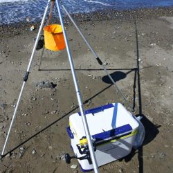 初秋の投げ釣り ピンギスばかり