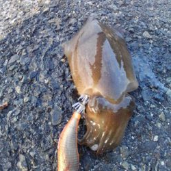 久しぶりのホーム調査～