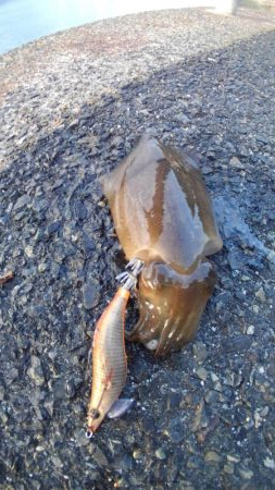 久しぶりのホーム調査～