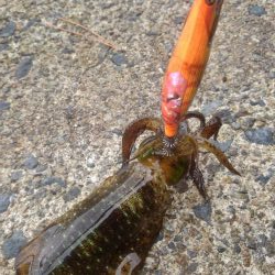 朝まずめ短時間調査