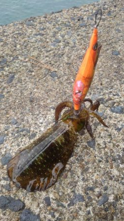 朝まずめ短時間調査