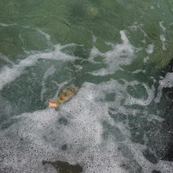 シャローでドンッ