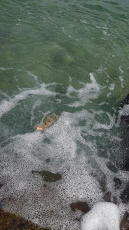 シャローでドンッ