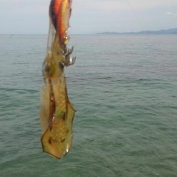 連休に連チャン調査