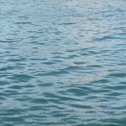 やっぱり人が多い人工島