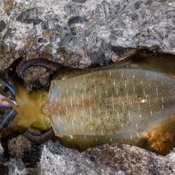 型が良くなってきた