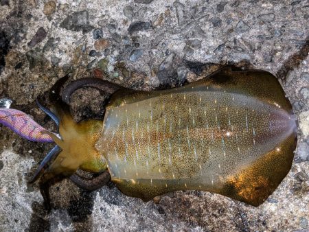 型が良くなってきた