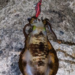 今季アオリ更新