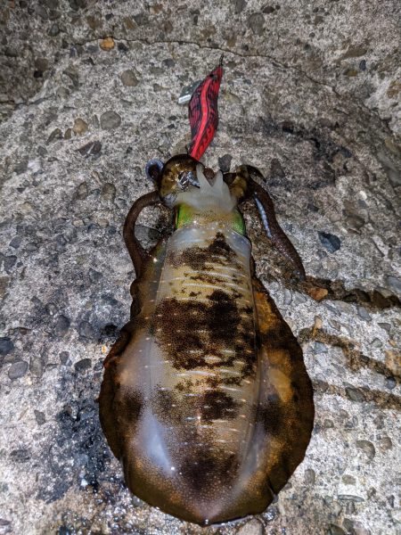 今季アオリ更新