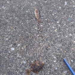 豆アジばっかり〜