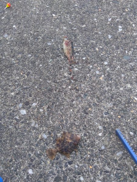 豆アジばっかり〜