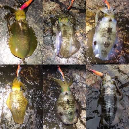 2020 佐渡ヶ島エギング 16回目