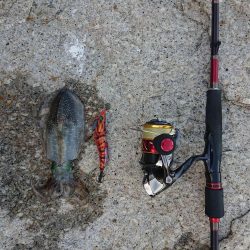 期待を裏切らないアオリイカちゃん!