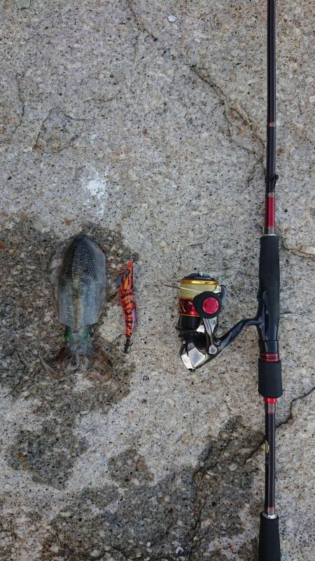 期待を裏切らないアオリイカちゃん!