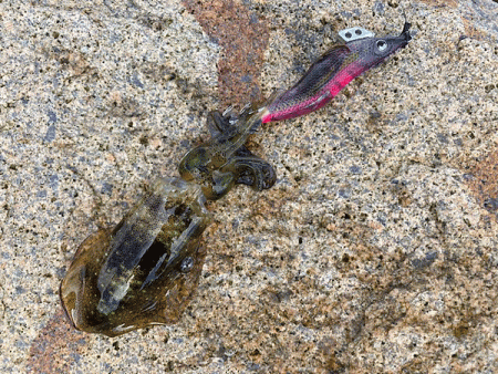 瀬戸内の島アオリイカエギング（2020-1）