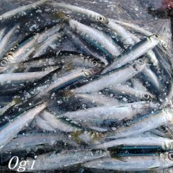 垂水でタチウオ！時合いは入れ食いに！