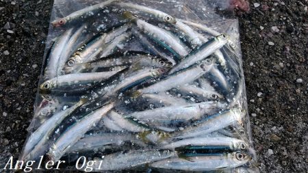 垂水でタチウオ！時合いは入れ食いに！