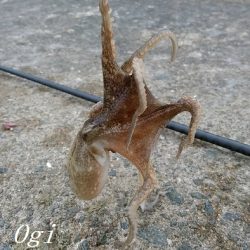 チョイ投げでピンギスの嵐