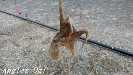 チョイ投げでピンギスの嵐