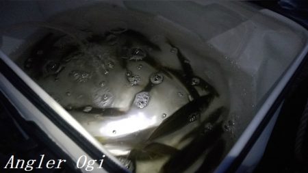 カワハギ/デカアジ/タチウオゲット！