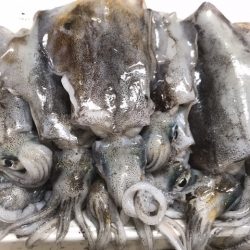 簡単で楽しい!秋のアオリイカ釣行!