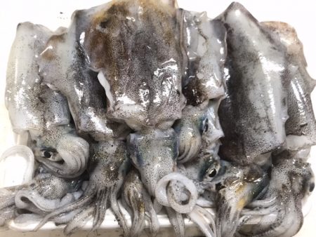 簡単で楽しい!秋のアオリイカ釣行!