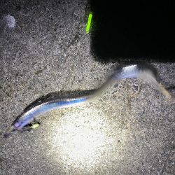 連続釣行じあいが短い！