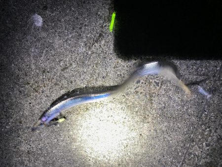 連続釣行じあいが短い！