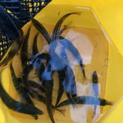 本日も本命無し!