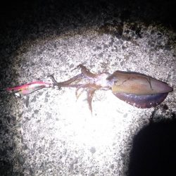 強風の中新子アオリイカ5ハイ