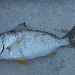 数釣りが楽しめた プチ爆釣?