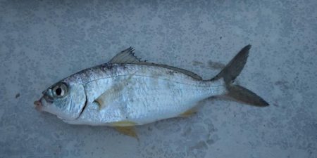 数釣りが楽しめた プチ爆釣?