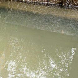 近所の水路で入れ食いを楽しむ(6)