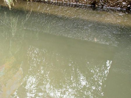 近所の水路で入れ食いを楽しむ(6)