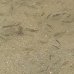 近所の水路で入れ食いを楽しむ(7)