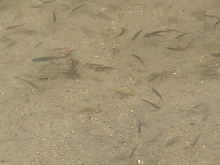 近所の水路で入れ食いを楽しむ(7)