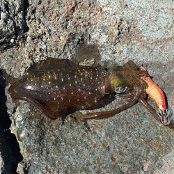 日本海エギング(2020-2)