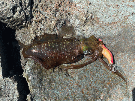 日本海エギング(2020-2)